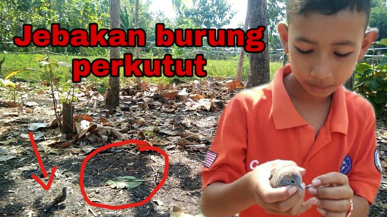 Menjebak burung perkutut dengan alat sederhana
