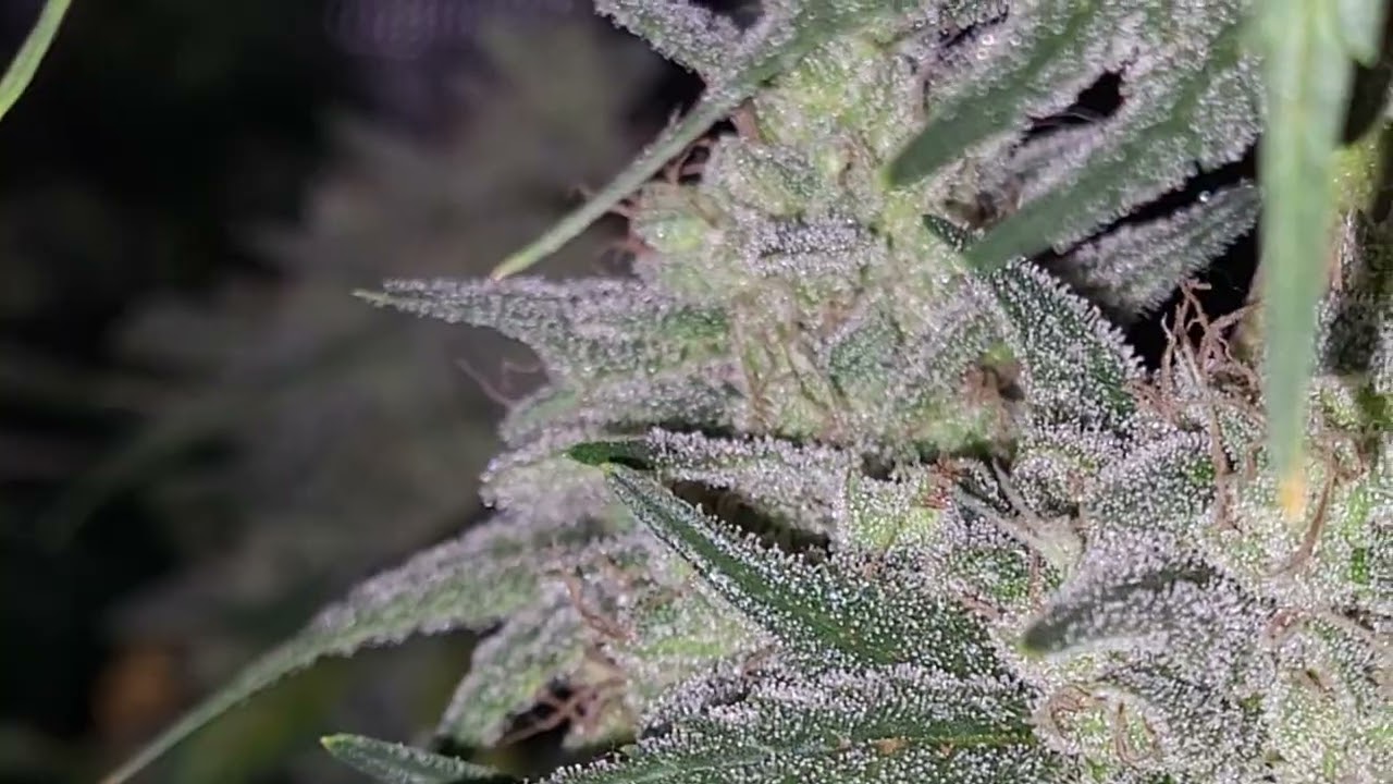 week 8 flower exodus cheese, week 6 flower mint chocolate, harvest.