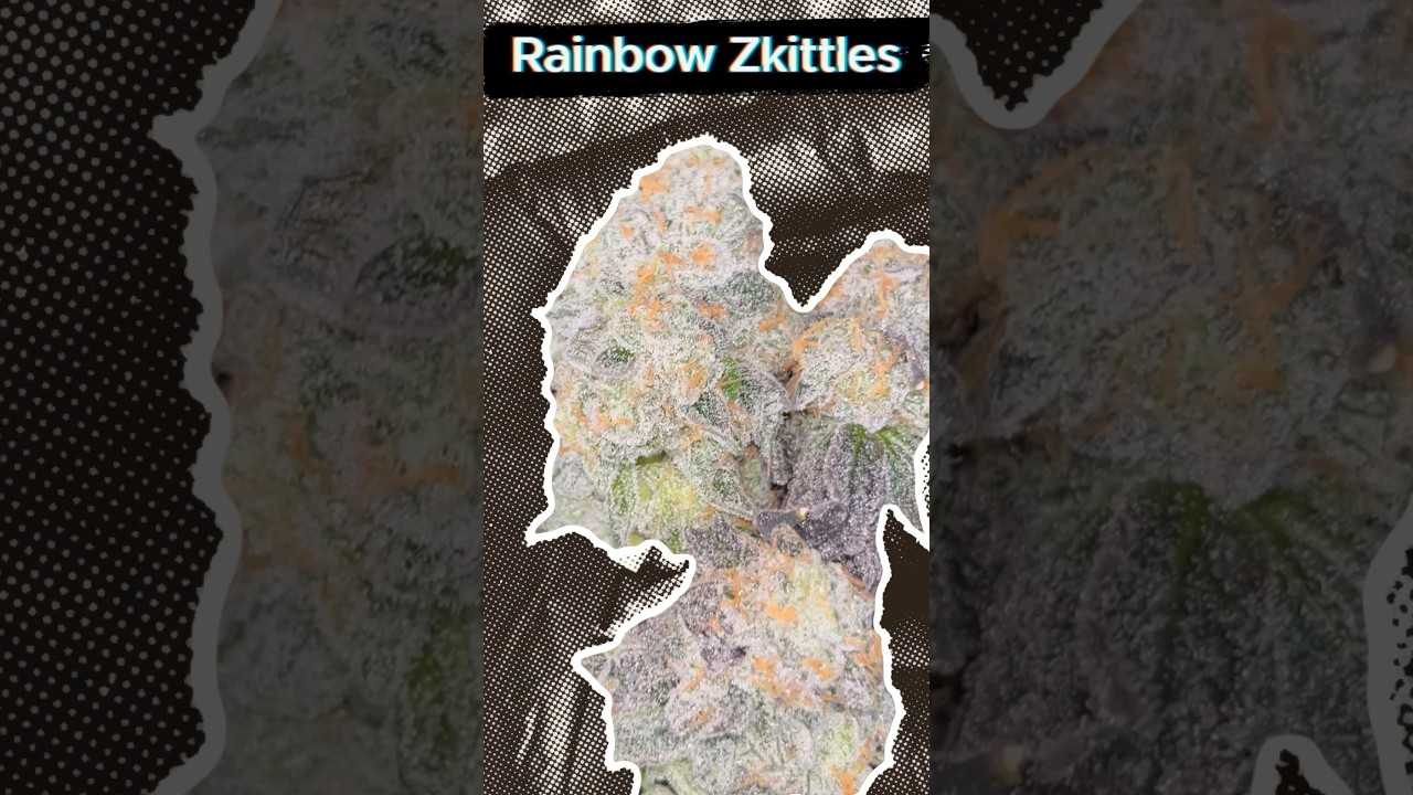 Rainbow Zkittles grown by Alpha Buddz, hand washed by Known. Take a lil sneak peak with us 🫡🦁🌈