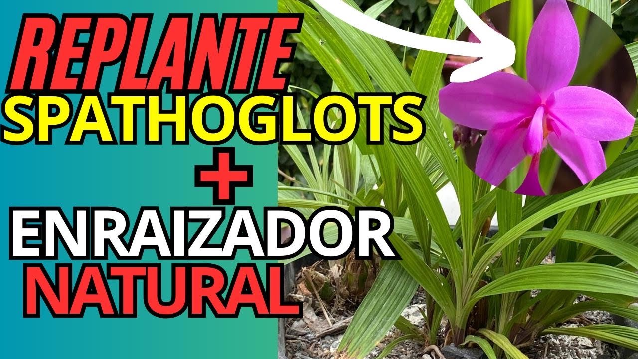 INCRÍVEL! Sua orquídea terrestre irá se desenvolver muito + ENRAIZADOR natural!