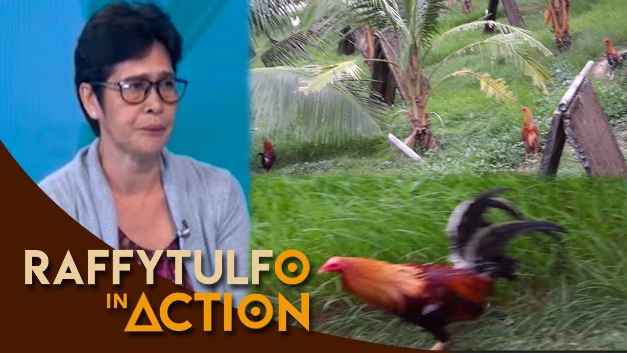 MGA PERWISYONG MANOK, BIGLANG KUMARIPAS BAGO MAPALAYAS!