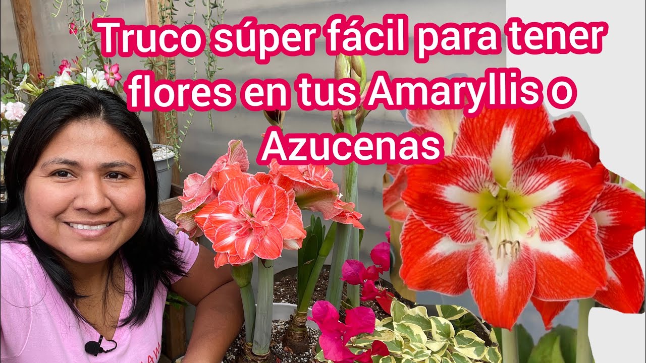 Truco fácil para hacer florecer nuevamente a tus amaryllis y que su floración sea duradera
