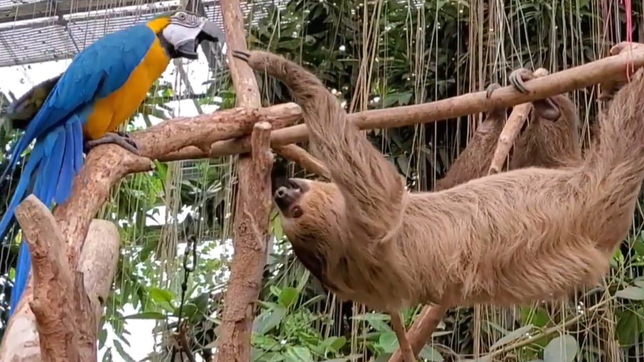 【総集編】動かないナマケモノが高速で動くようになりました。The sloth moves faster and faster 神戸どうぶつ王国