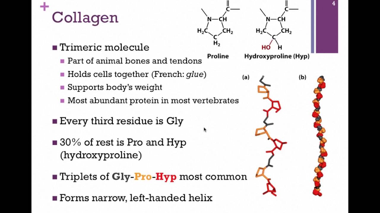 031-Intermediate Filaments