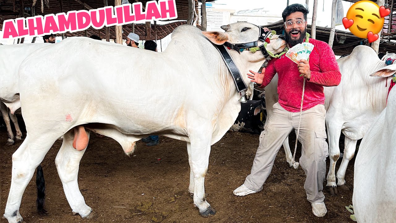 MERA PYARE ZAM ZAM WAPAS A GAYA 😍 | APNI QURBANI KE LIYE PYARE JANWAR  LE LIYA | SYED FAHAD