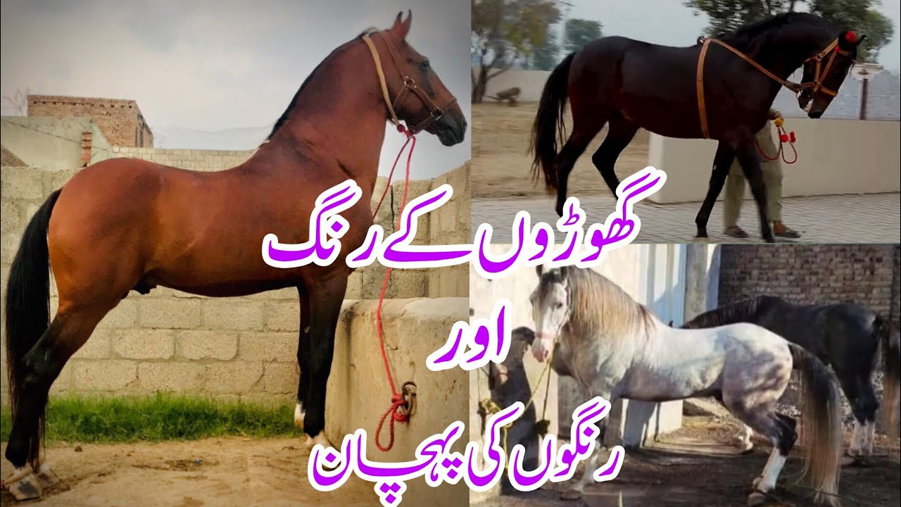 All Colors of Horses (گھوڑوں کے رنگوں کے متعلق مکمل معلومات)
