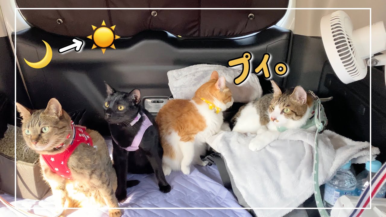 猫4匹と車中泊！今度はハプニングだらけでした&hellip;笑【夏仕様】【4K猫動画】