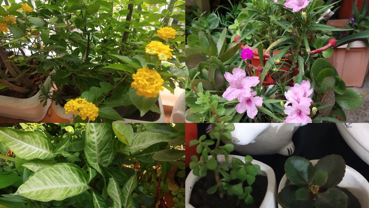 september -  October growing flowering plants from cutting #gardening