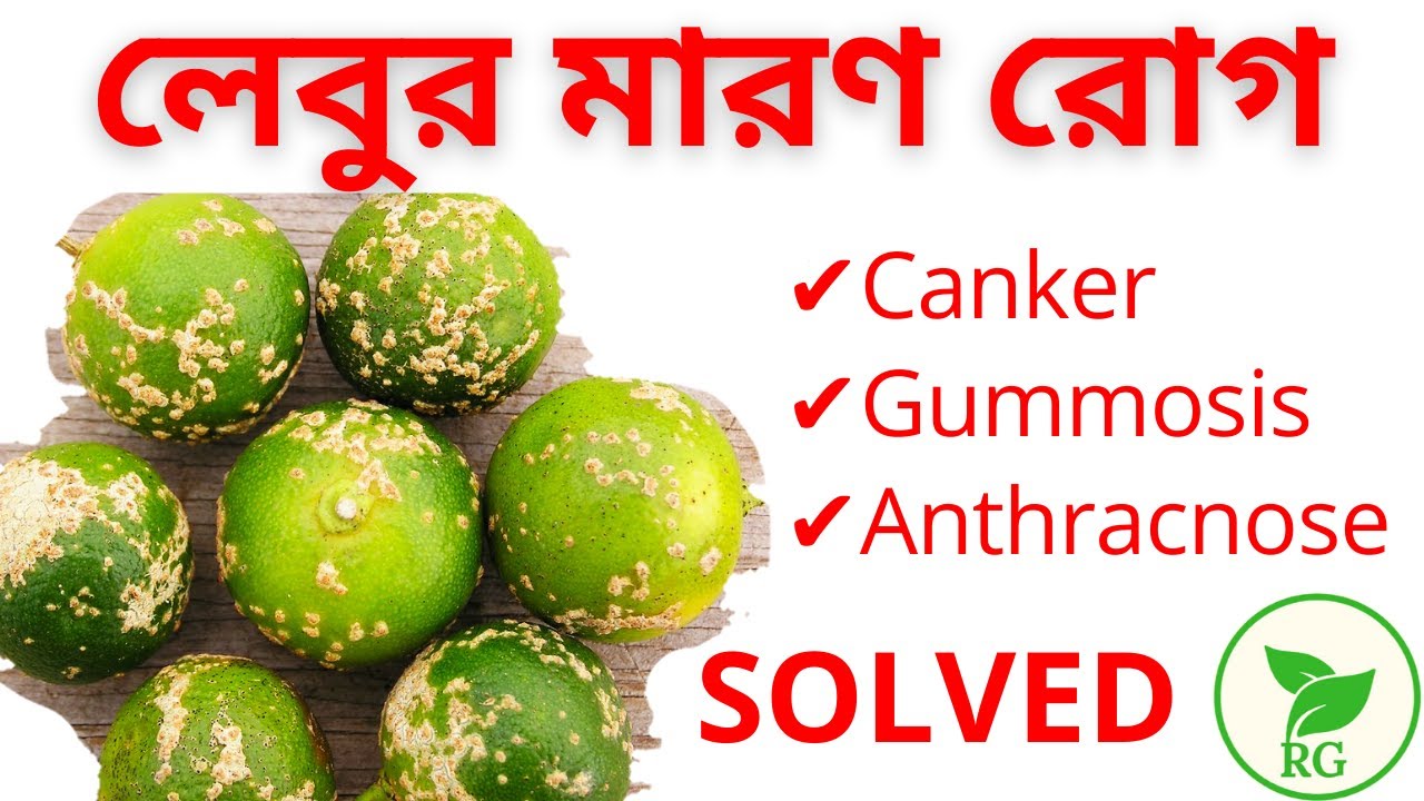 লেবুর মারণ রোগ থেকে সহজে মুক্তি কীভাবে | Citrus/Lemon Diseases and Control (Part- I) | RAJ Gardens