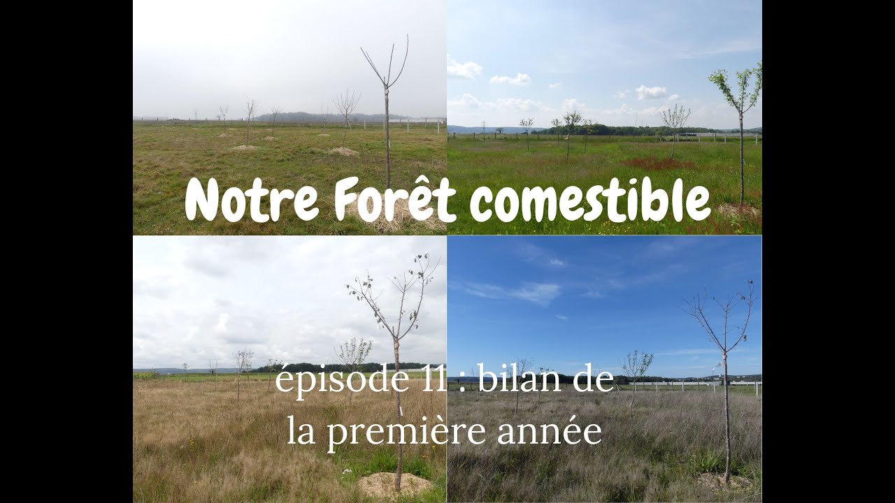 Notre Forêt comestible // épisode 11 : bilan de la première année