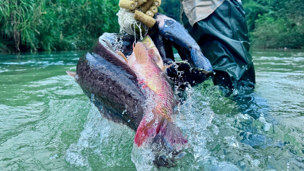 Traditional fishing skills - Girl catches giant fish with golden bamboo tube in large lake.