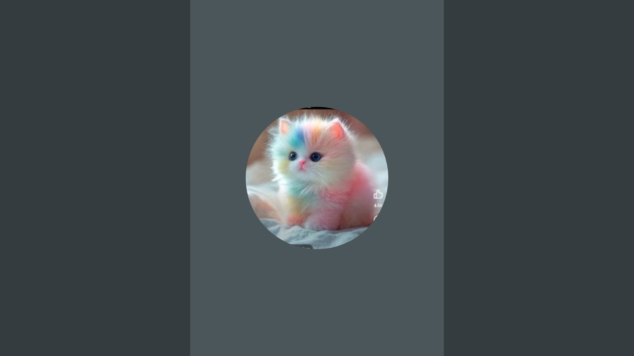 @ khan pet shop😻🐈 is live