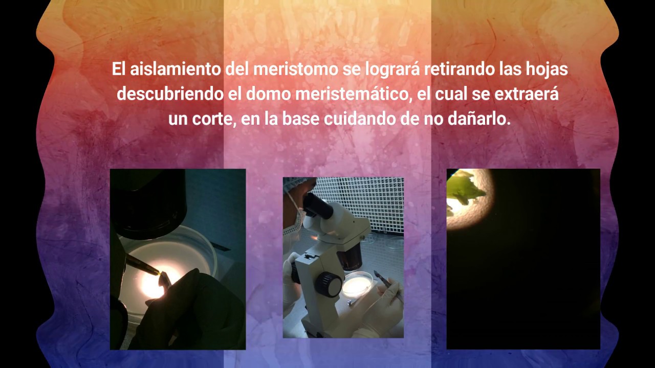 Extracci&oacute;n de Meristemos Apicales de Clavel