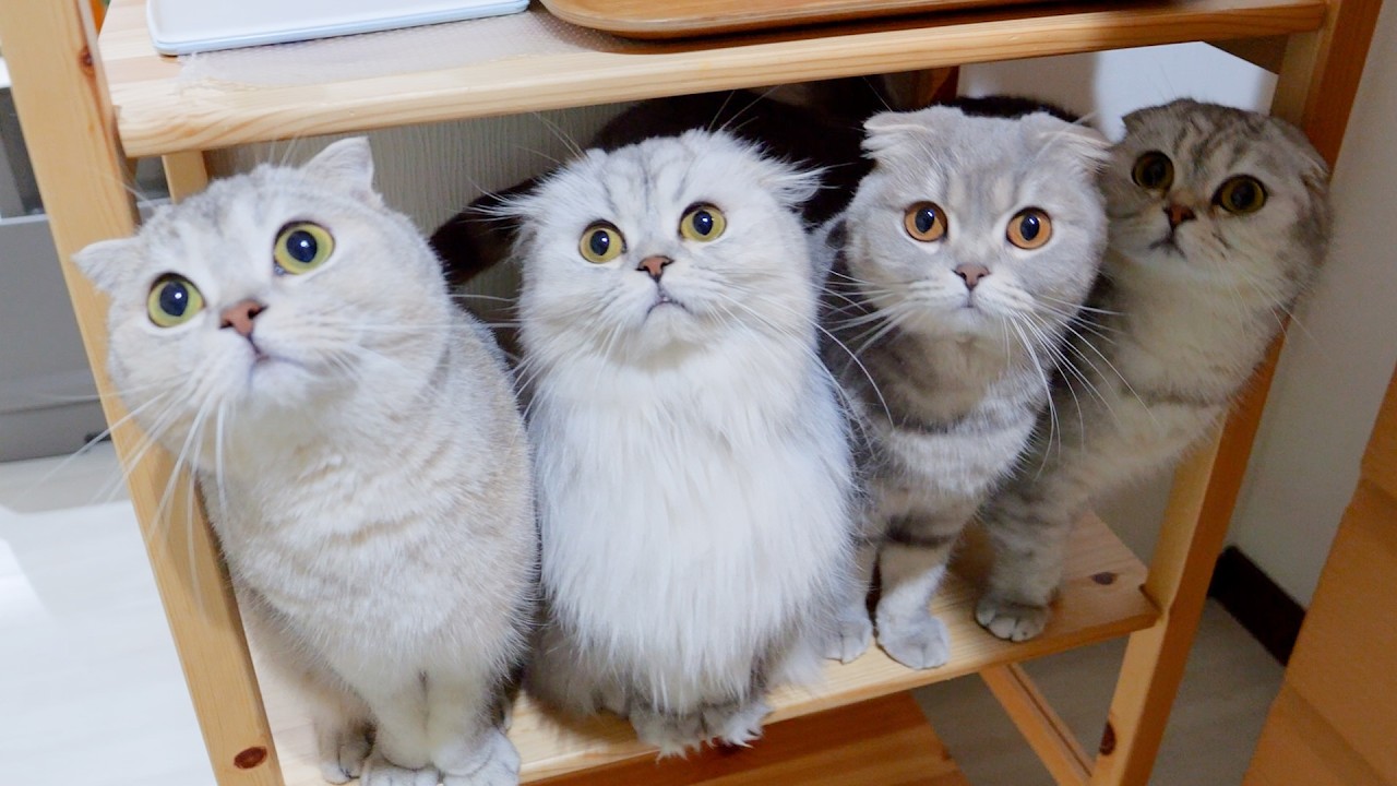 The kitten family lined up and started meowing when it was mealtime &ndash; so cute!