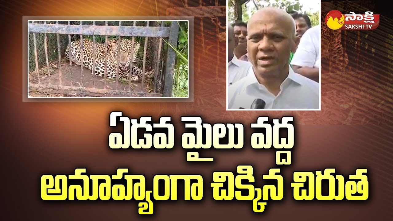 Leopard Trapped On 7th Mile Ghat Road In Tirumala Tirupati | TTD EO Dharmareddy @SakshiTV