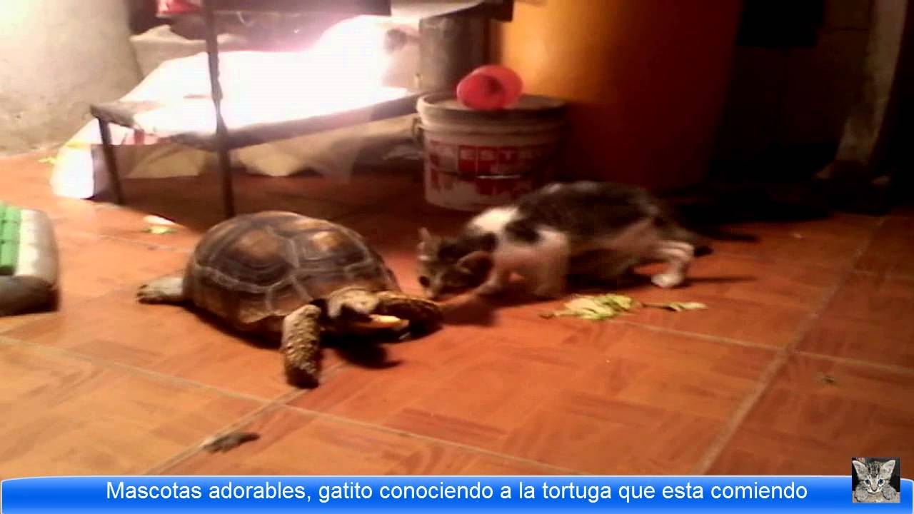 mascotas adorables, gatito coniciendo a la tortuga que esta comiendo