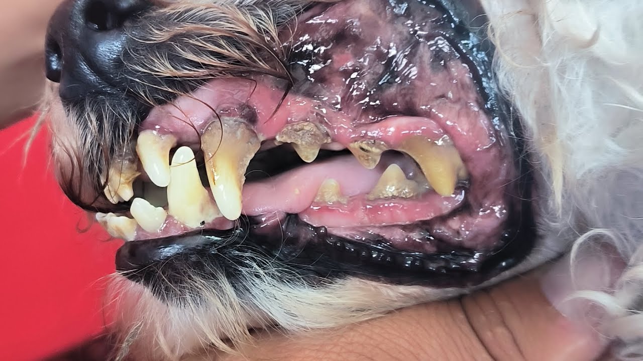 SARRO EN LOS DIENTES DE UN PERRO .(pero tienen que ver el cambio)