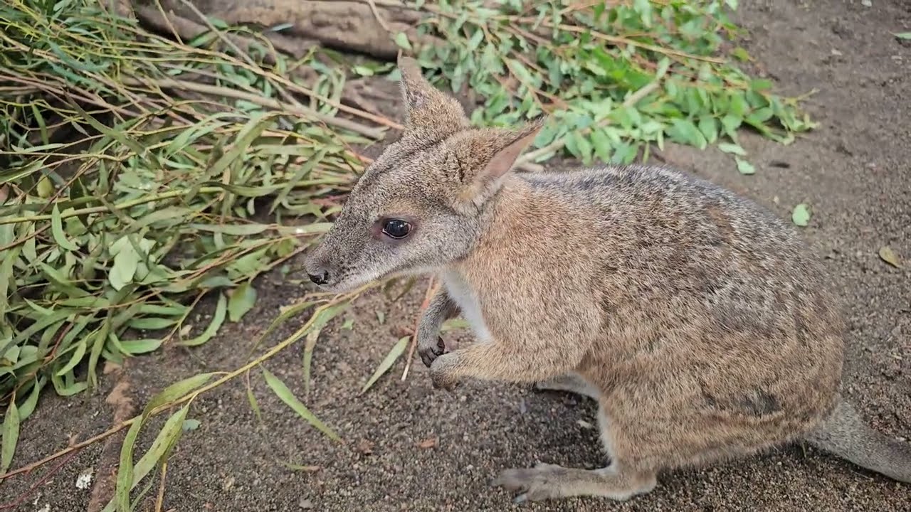Australian Animals