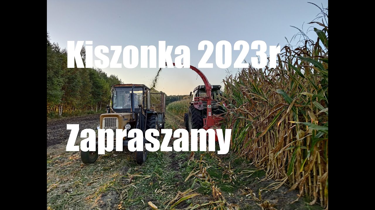 Koszenie Kukurydzy Case 5130 + Sieczkarnia  Kemper 2 rzędowa  . Kiszonka 2023r.