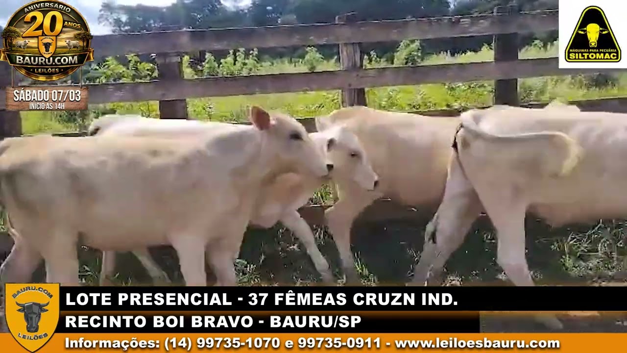 37 fêmeas Cruz Industrial