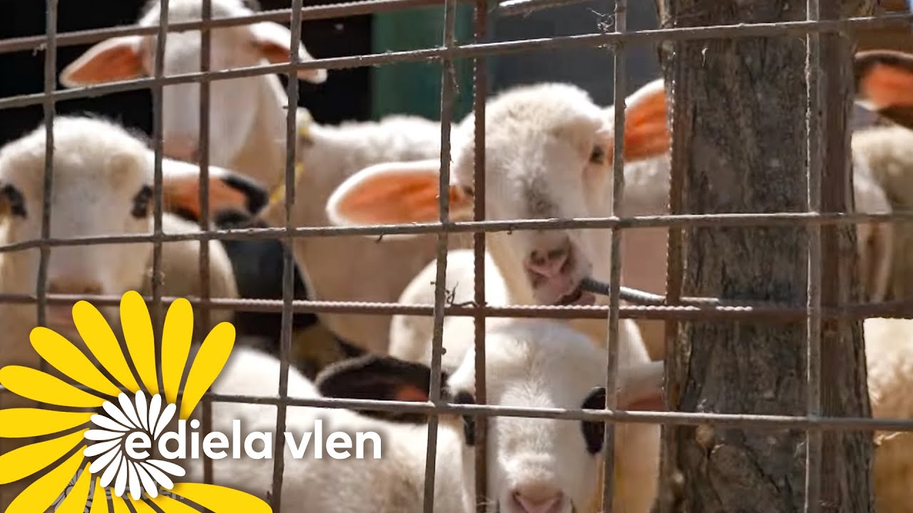 Një ditë në fermën e kafshëve dhe shpezëve të familjes Veseli në Sllatinë të Vushtrisë