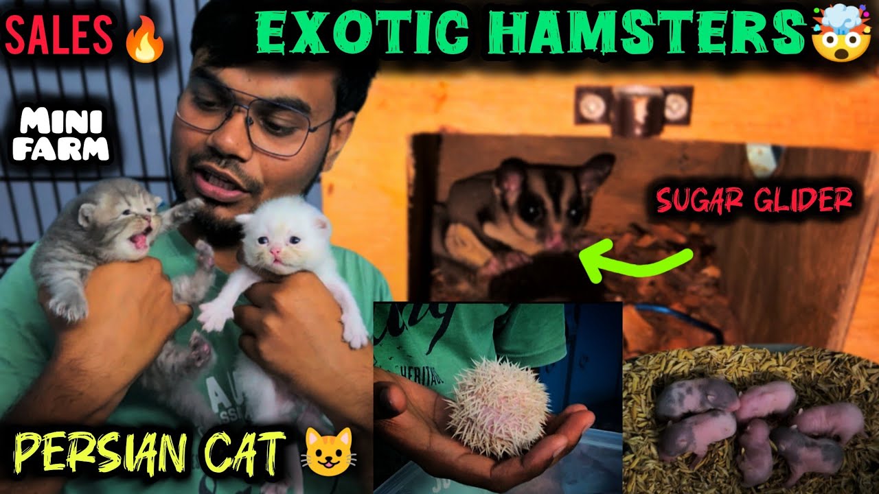 🐹 Colour எலி sales in மதுரை | 🤯 Exotic Pets Sales in Madurai 🤩