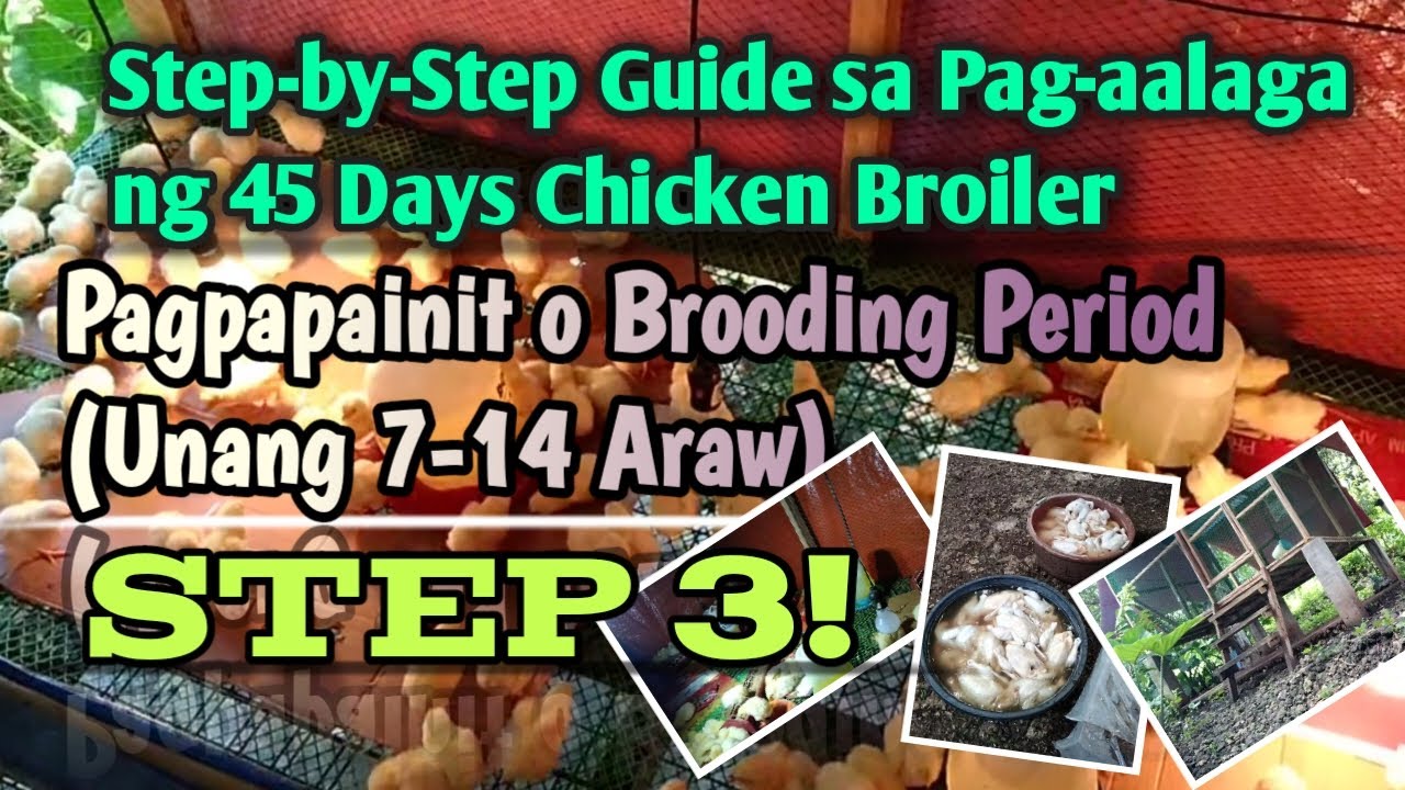 STEP 3 | Pagpapainit o Brooding Period (Unang 7-14 Araw)