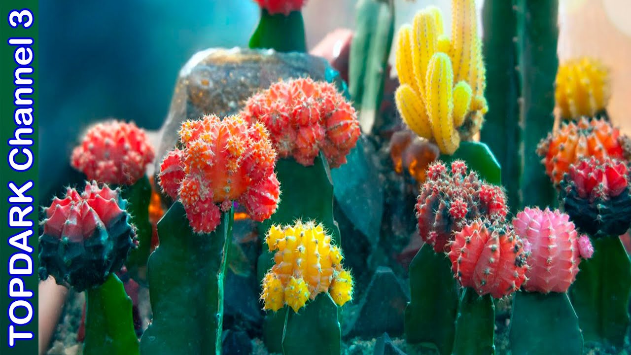 10 Cactus  Ideales para Injertos
