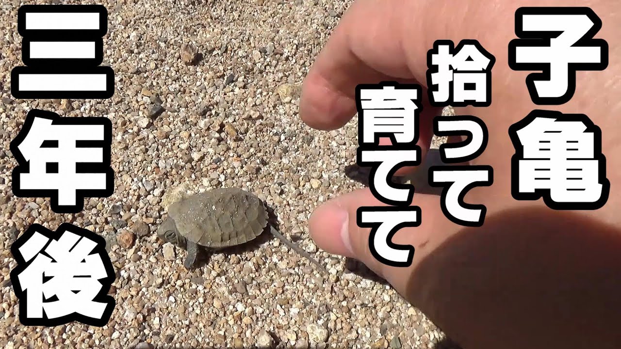 子亀拾って3年後！みるみる巨大に！【イシガメ水槽】2022年