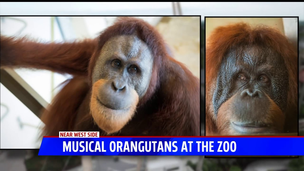 Orangutans playing kazoo at the Indy Zoo