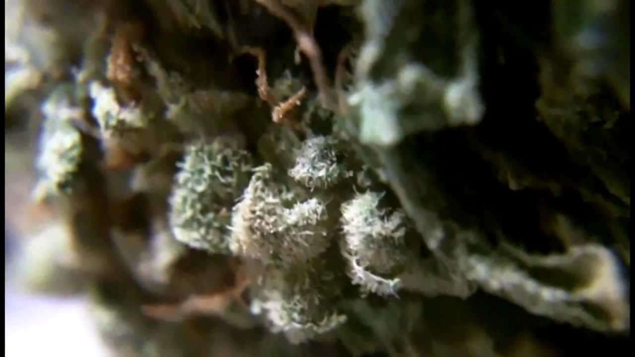 Ep 81 HD JACK HERER 1080p Weed Review Homegrown Fantaseeds Seeds Bud Ganja Upclose