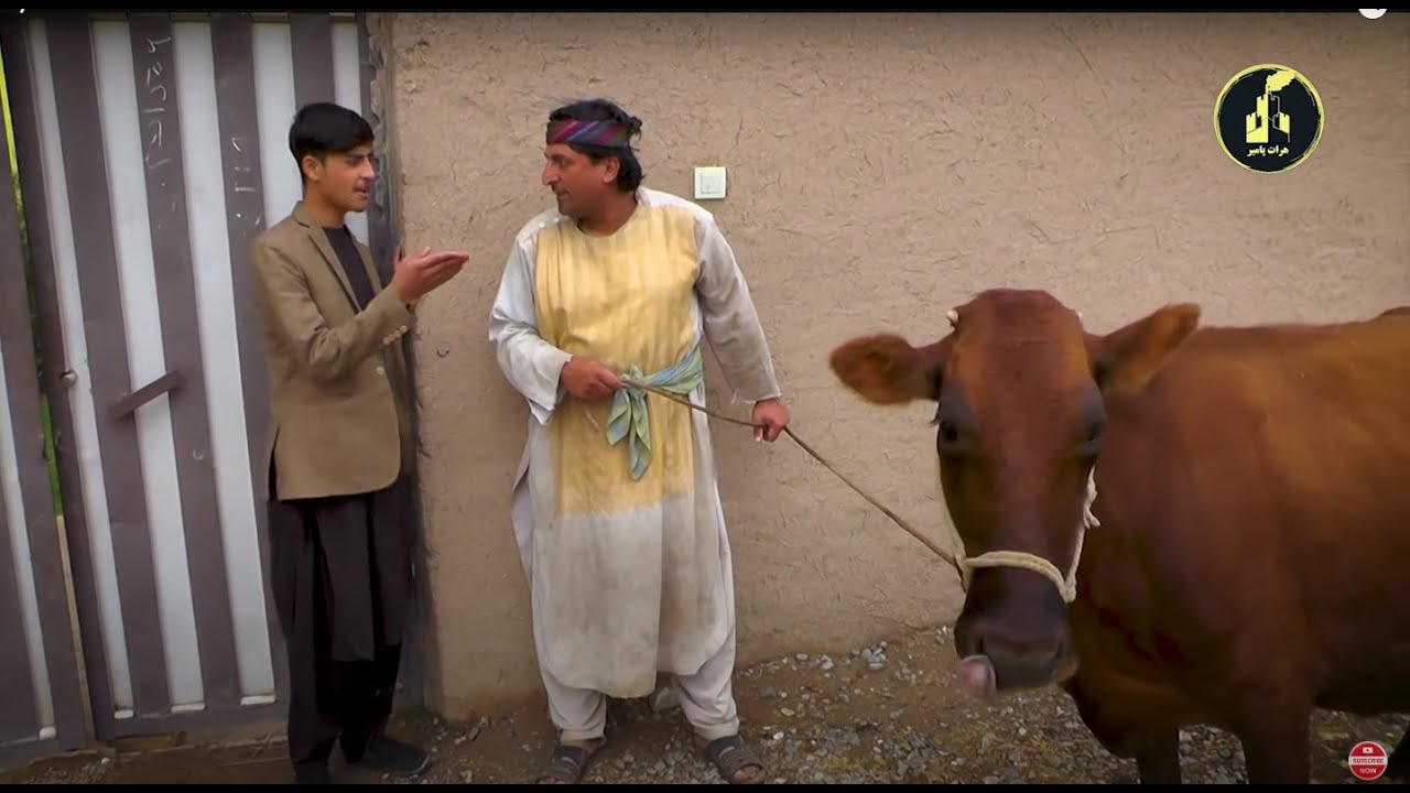 گیلک گاو به موتور عوض میکنه