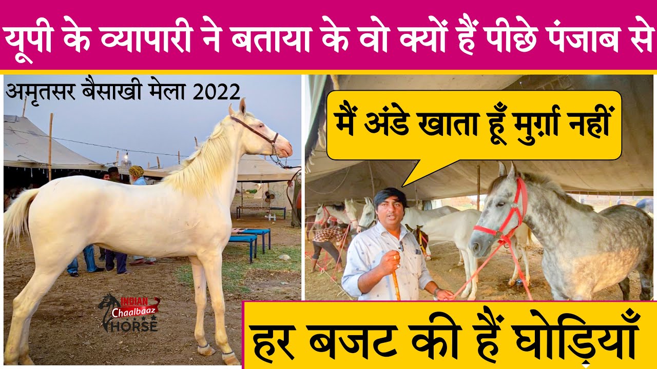 मैं अंडे खाता हूँ मुर्ग़ा नहीं हर बजट की हैं घोड़ियाँ (Amritsar Mela Punjab 2022)