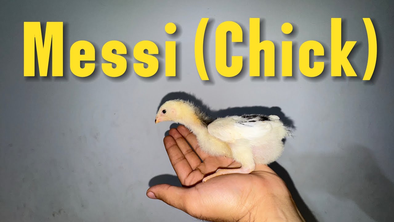 CHUZA YA SHURLI?