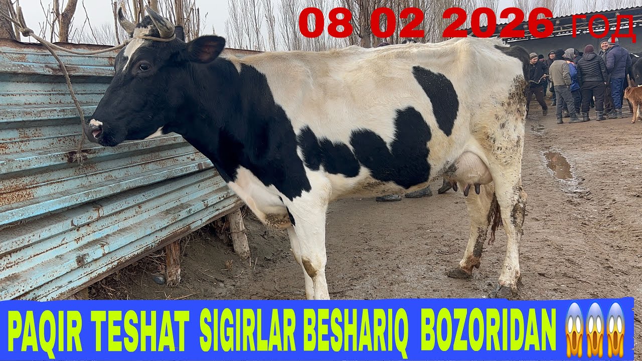 SIGIRLAR NARXI BILAN TANISHING BESHRIQ BOZORI👍😱