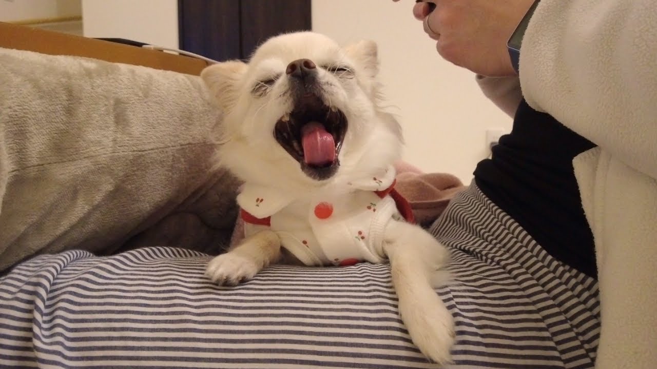 あくびが止まらない…飼い主の膝の上の居心地が良すぎて眠たくなる箱入り娘チワワ