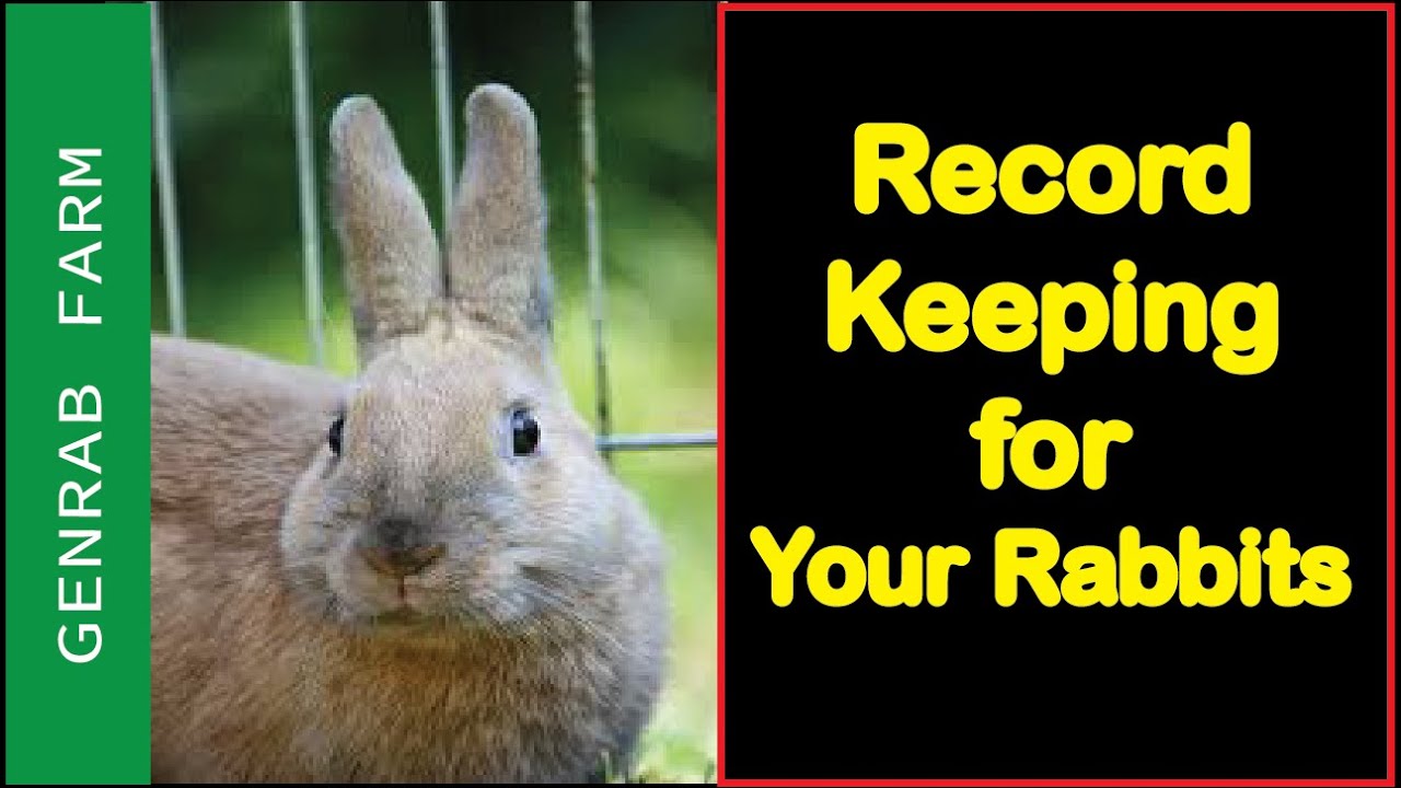 RABBIT FARMING: Record keeping in Rabbit