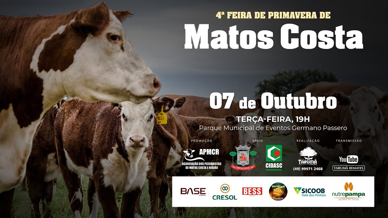 Leil&atilde;o de Gado AO VIVO - Matos Costa, SC 07/10/2025 | Tarum&atilde; Remates