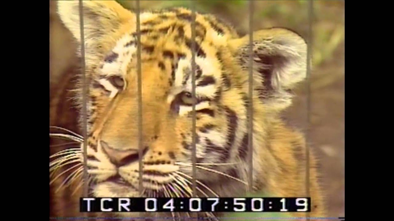 Do the New Zoo: A Look Back