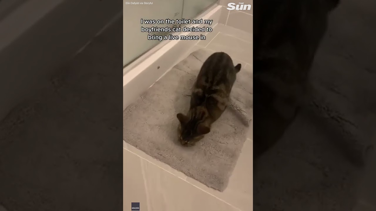 Look what the cat dragged in! Pet surprises owner on the toilet by bringing her a LIVE mouse #Shorts