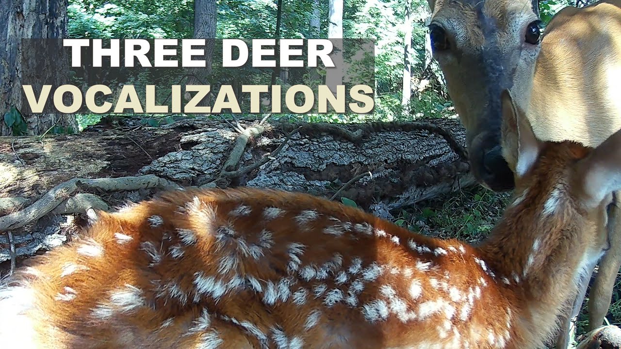 Three Deer Vocalizations (4K)