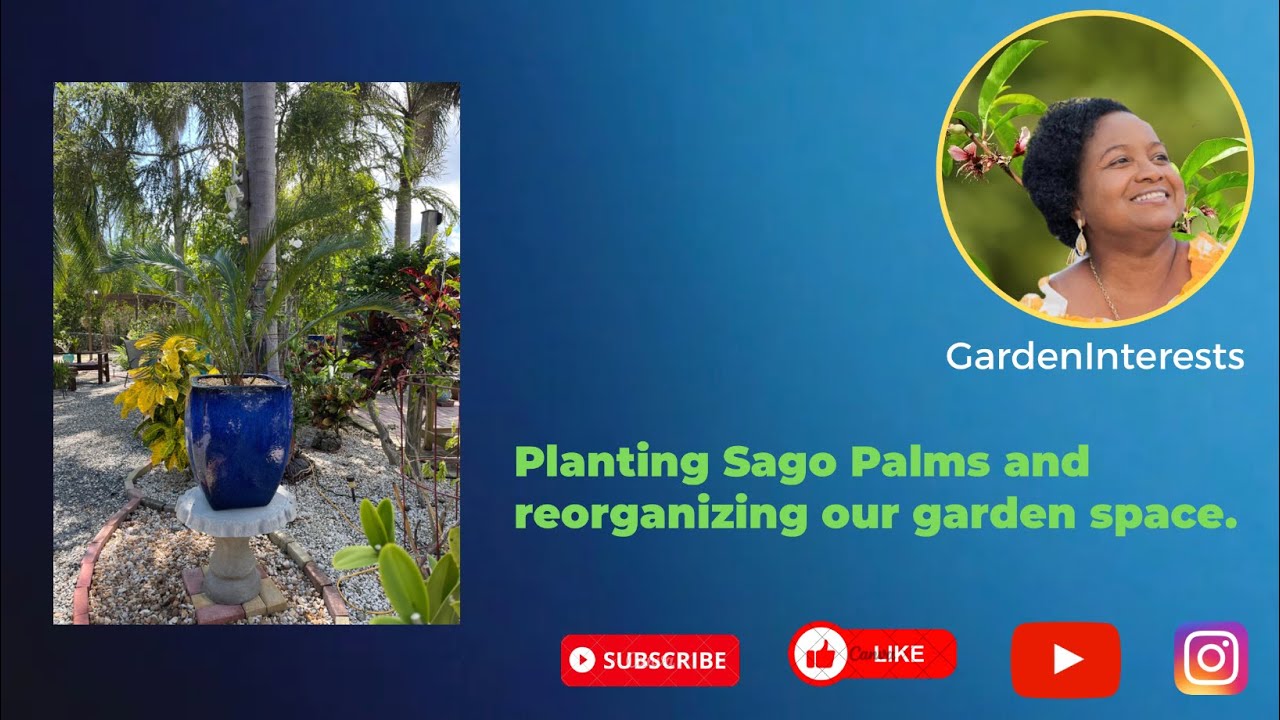 Planting Sago Palms and reorganizing our garden space.