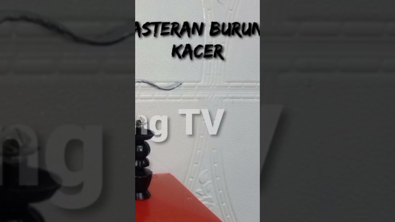 Masteran Burung Kacer Audio Jernih #kacer #kicaumania #masteran #kicau #burungkicau