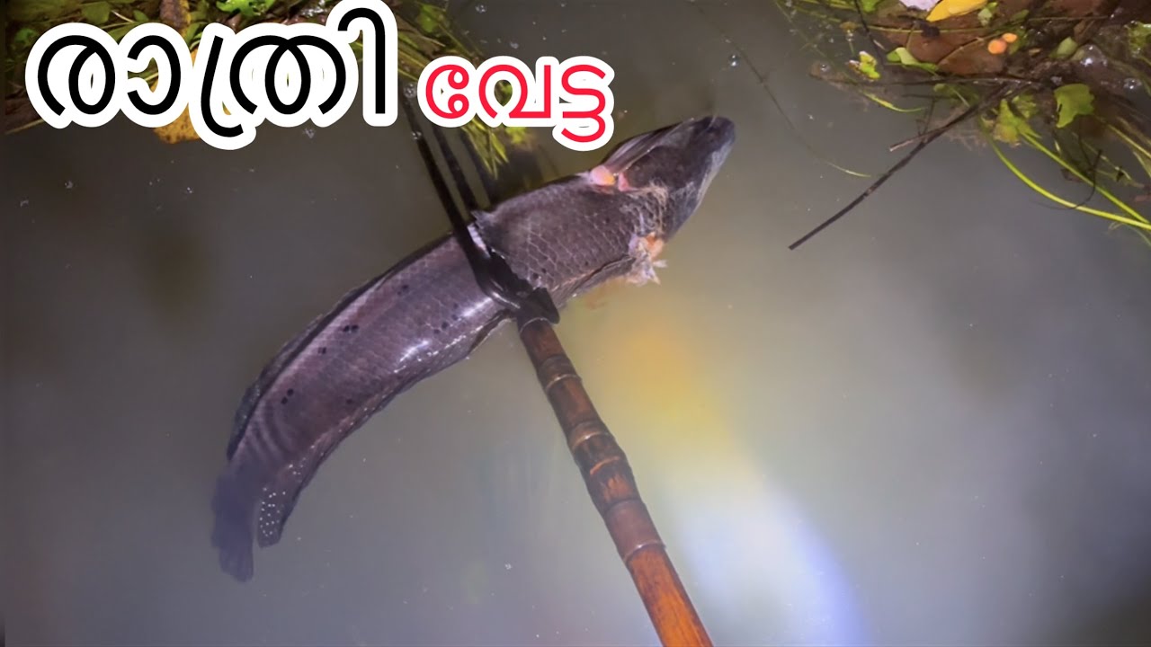 രാത്രി വേട്ട 