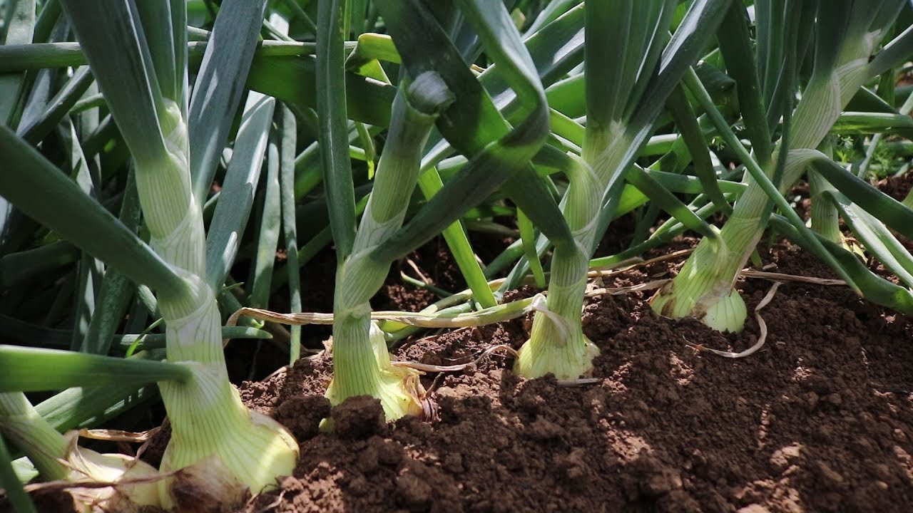Dia de Campo: nutrição da cebola!