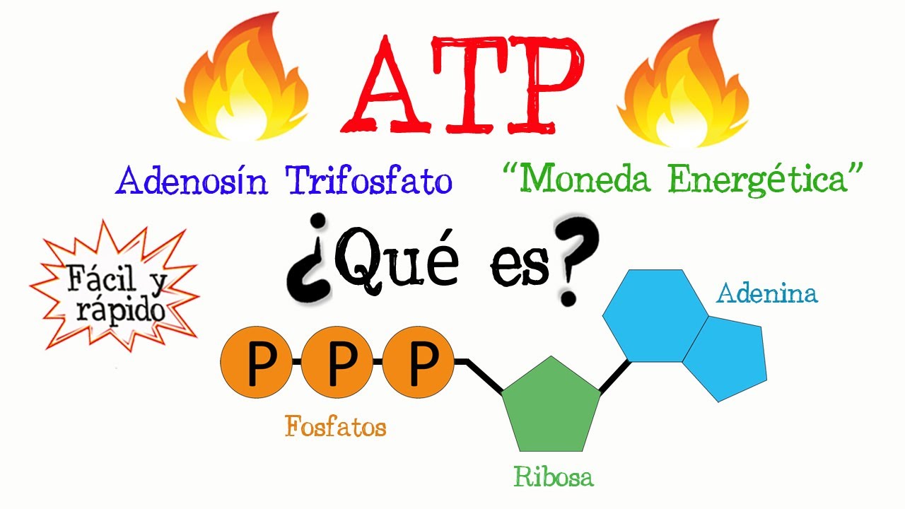 🔥 &iquest;Qu&eacute; es el ATP? 💥 [F&aacute;cil y R&aacute;pido] | BIOLOG&Iacute;A | QU&Iacute;MICA |