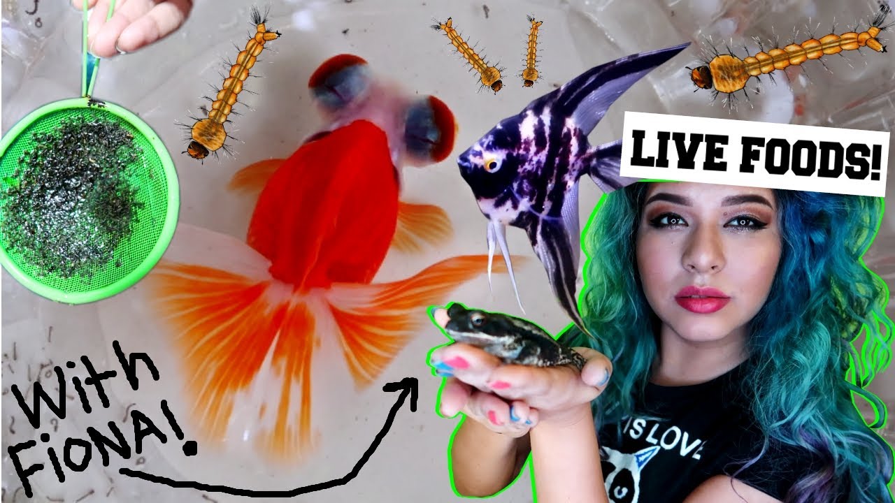 FREE FISH FOOD!! IN YOUR BACKYARD (HOW I DO IT)