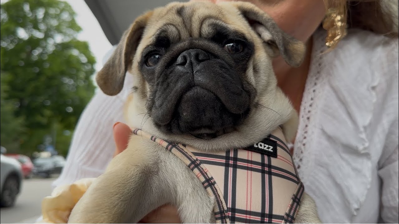 Jag har världens sötaste hund | Vlogg