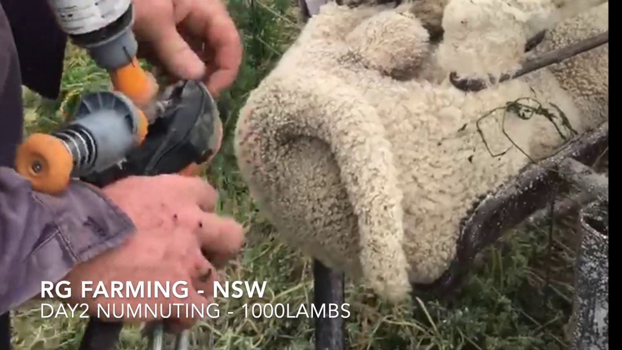 Getting Started With Numnuts - Day 2 of Lamb Marking