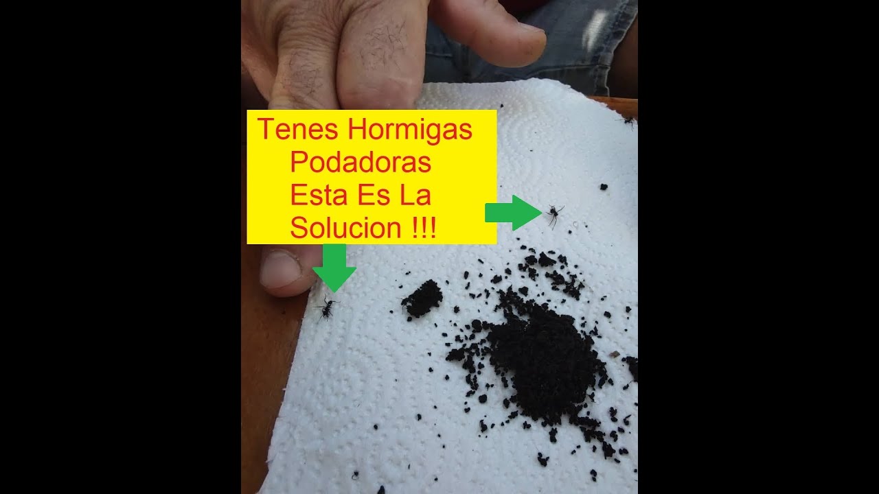 COMO CONTROLAR LA HORMIGA EN EL HUERTO